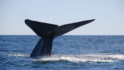 دم نهنگ آبی در خلیج کورکووادو، شیلی، بر فراز آب می چرخد. 