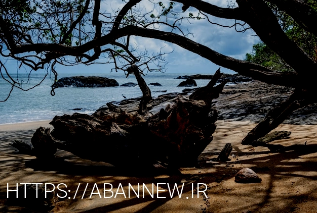 Free photo and branches of a tree on the beach near the ocean at cairns cape tribulation australia