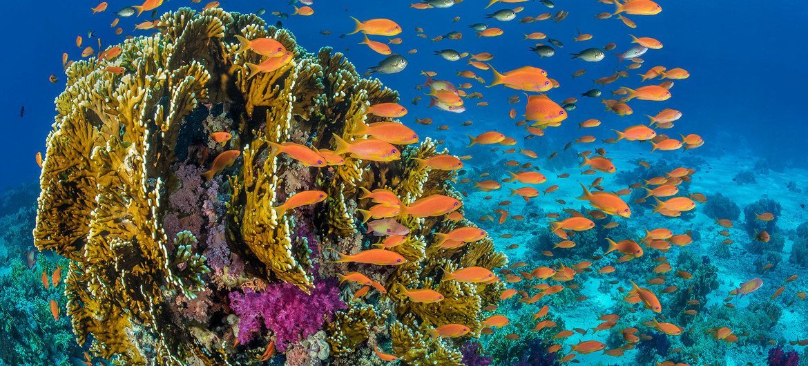ماهی ها در اطراف یک صخره مرجانی در دریای سرخ در سواحل مصر شنا می کنند.